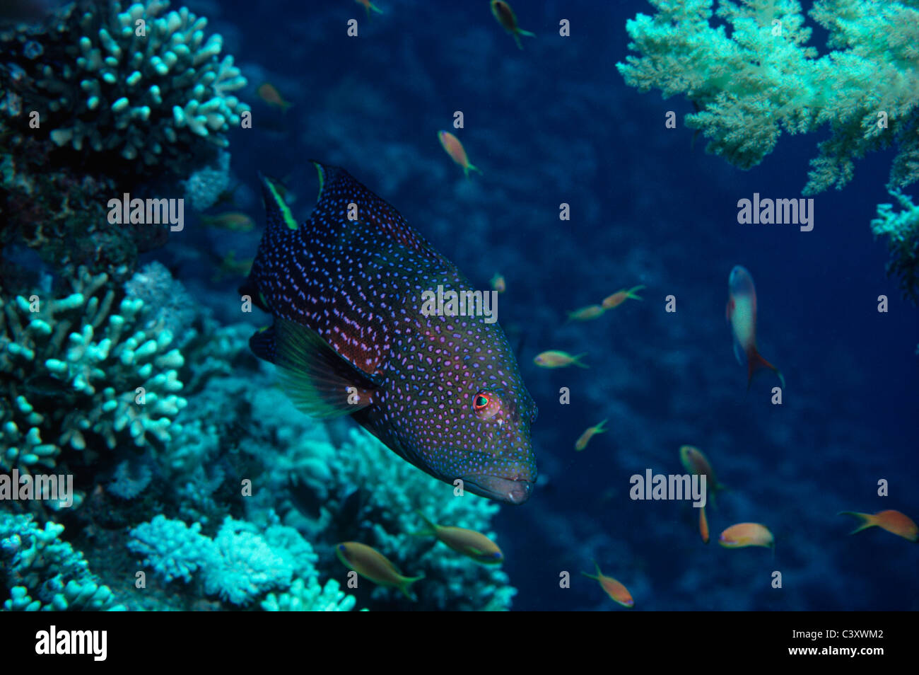 Lunartail Grouper (Variola louti) and symbiotic Bluestreak Cleaner (Labroides dimidiatus) navigate coral reef - Red Sea. Stock Photo