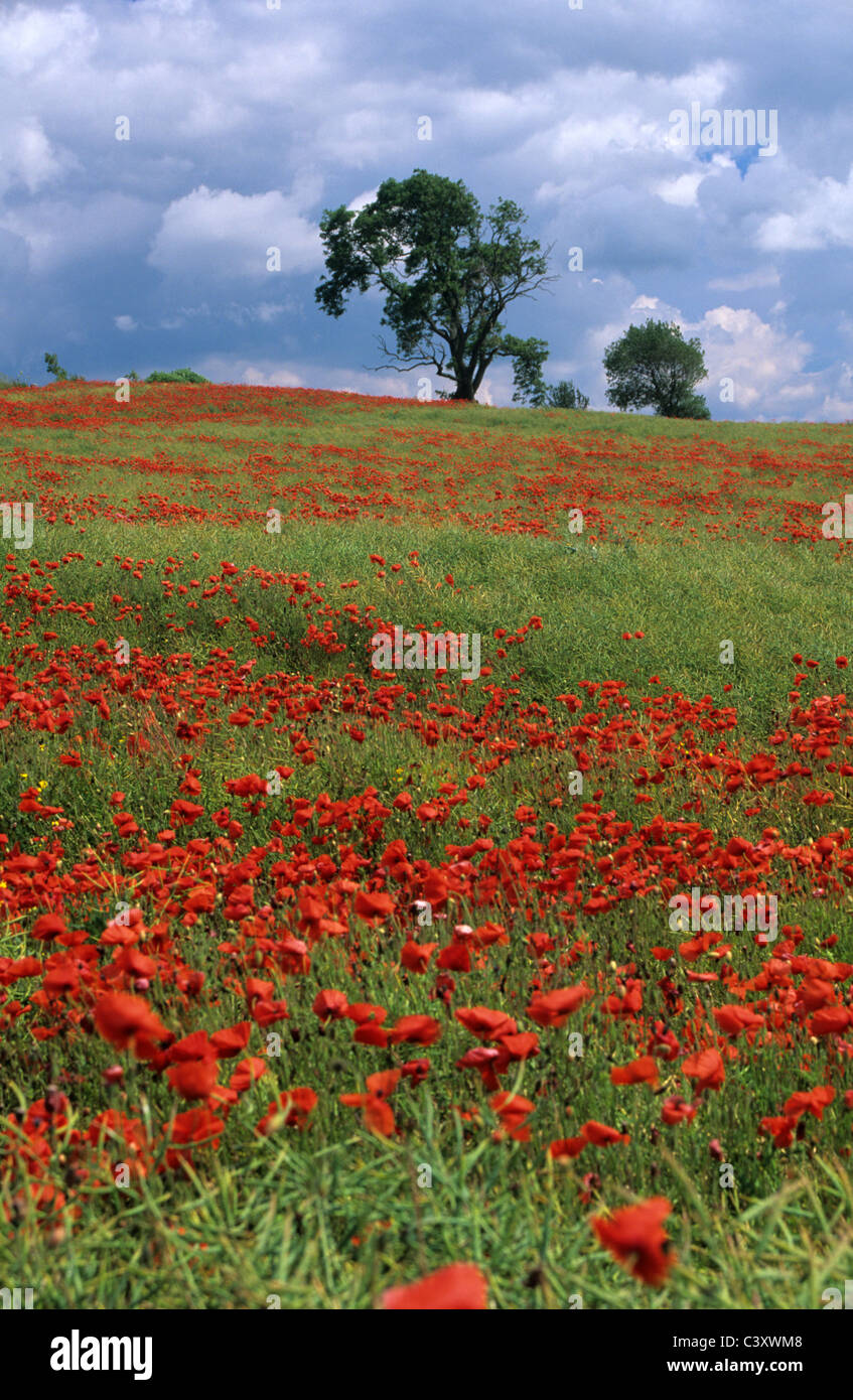 Poppy field portrait hi-res stock photography and images - Alamy