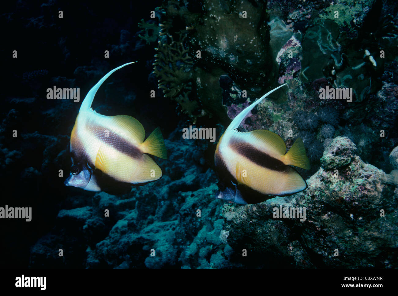 Pair of Red Sea Bannerfish (Heniochus intermedius), also known as Moorish Idols. Egypt, Red Sea. Stock Photo