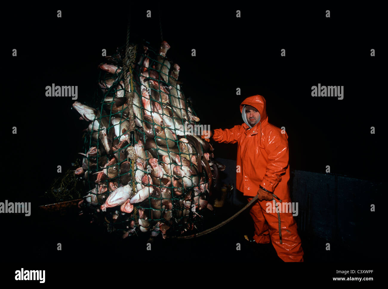 Fisherman with a dragger net overflowing with Codfish (Gadus morhua). Stellwagon Bank, New England, Atlantic Ocean. Stock Photo