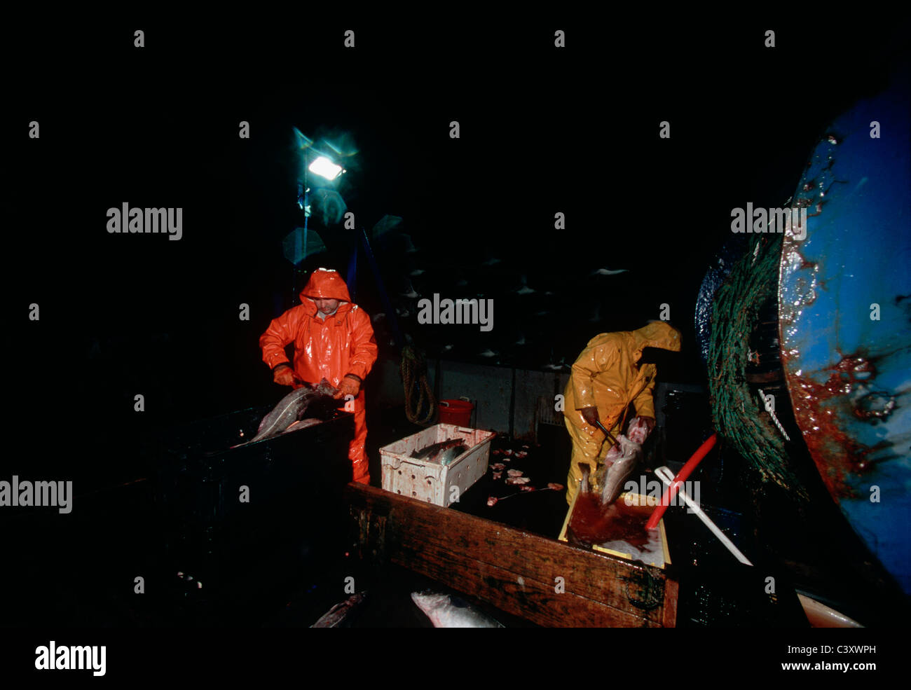 Cleaning codfish (Gadus Morhua) on deck of dragger. Stellwagon Bank, New England, Atlantic Ocean. Stock Photo