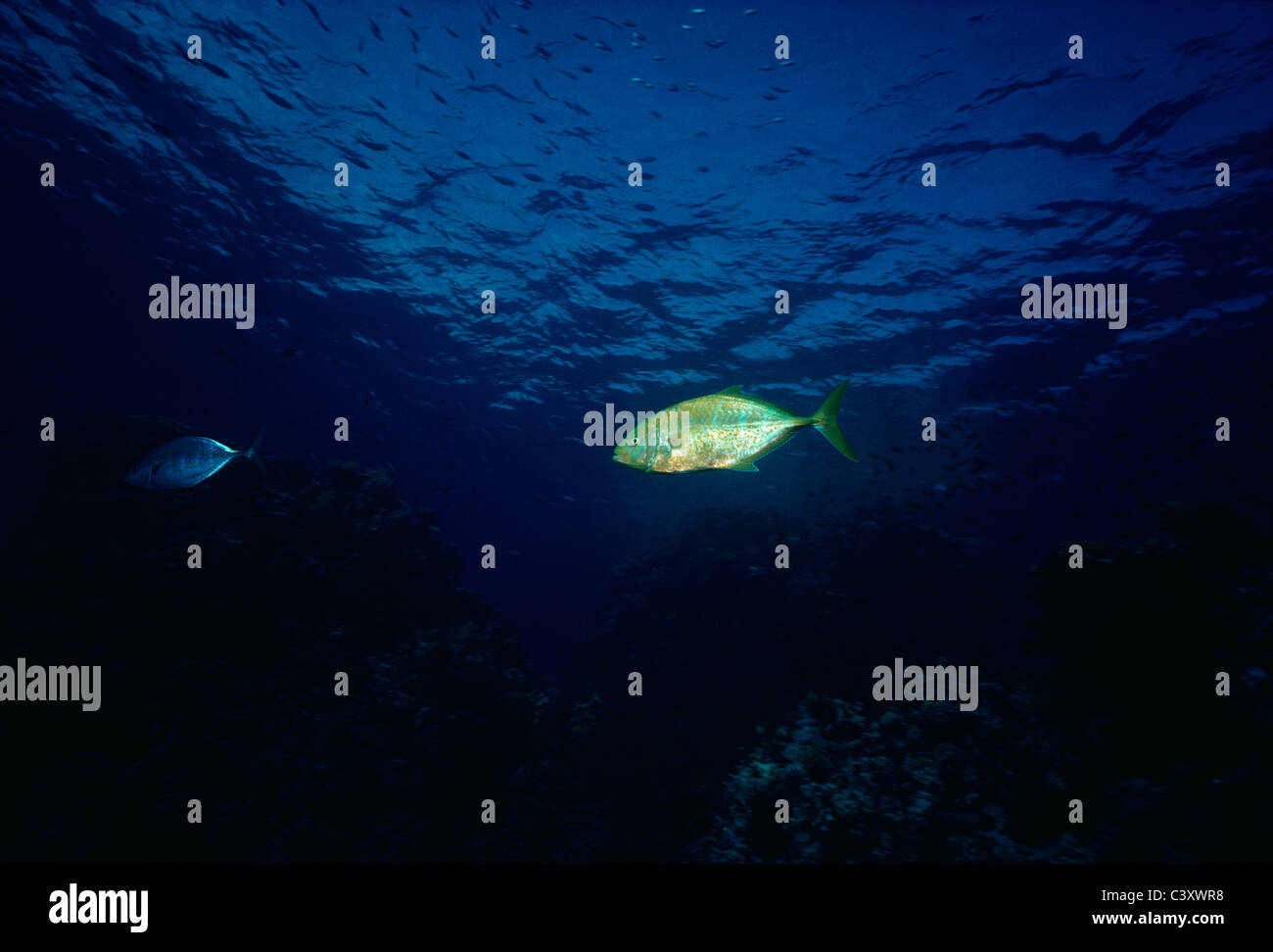 Orangespotted Trevally (Carangoides bajad) hunting at the edge of a coral reef. Egypt, Red Sea. Stock Photo