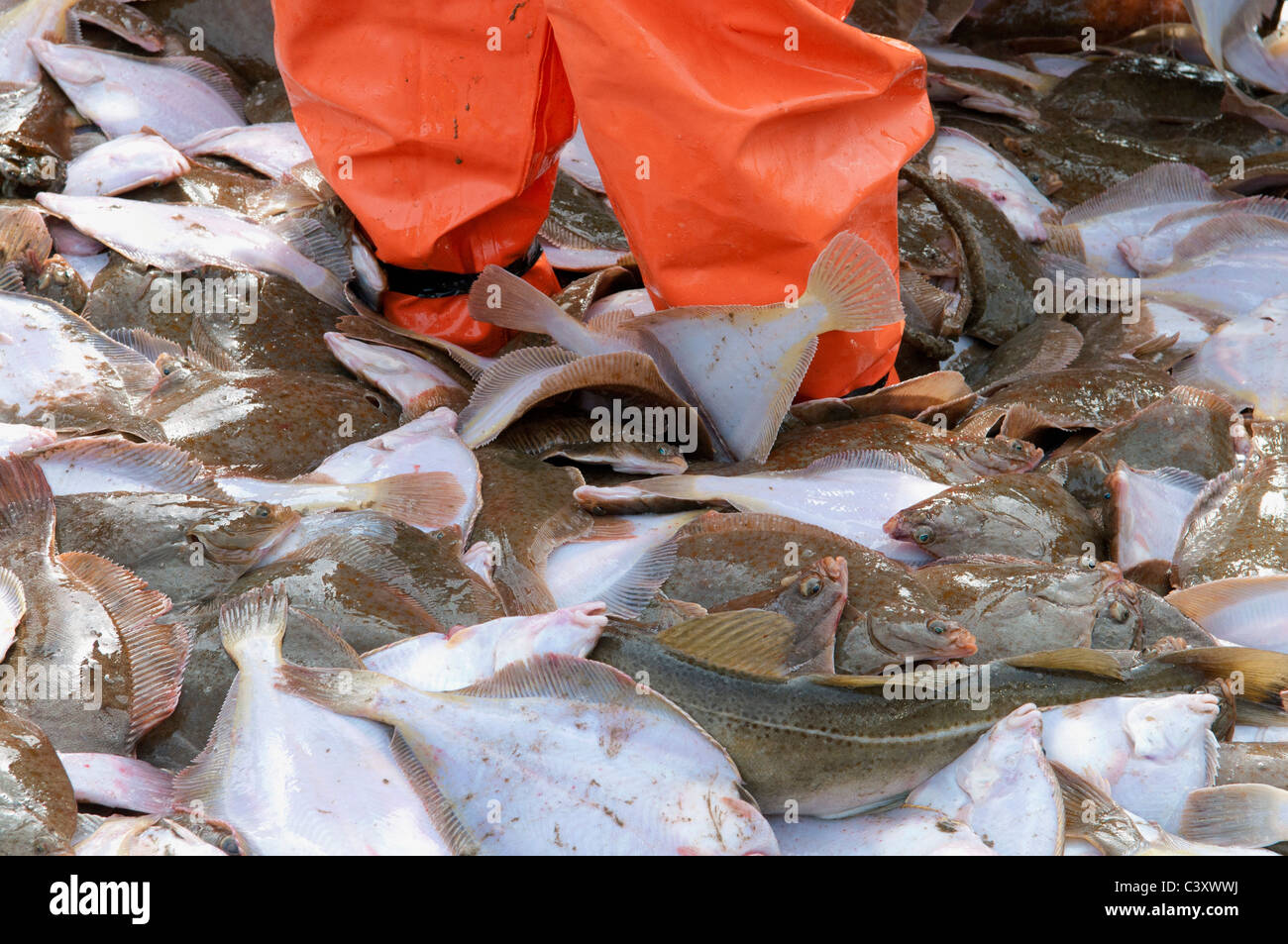 Caught yellowtail flounder (Limanda ferruginea) in a pile on the