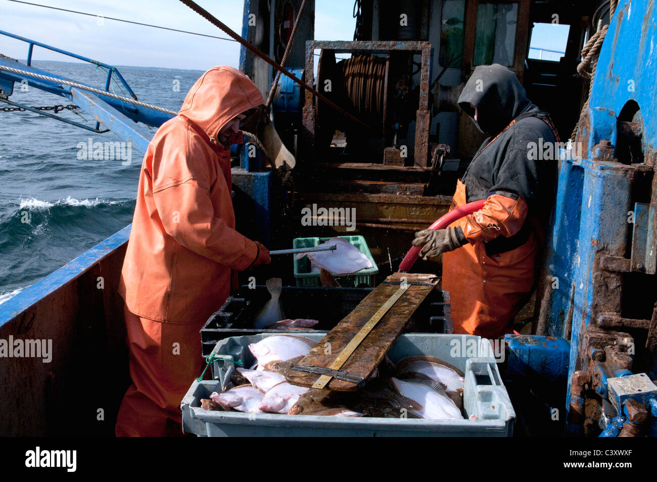 New England fishermen cleaning, washing, and measuring their catch of yellowtail flounder (Limanda ferruginea). Stock Photo