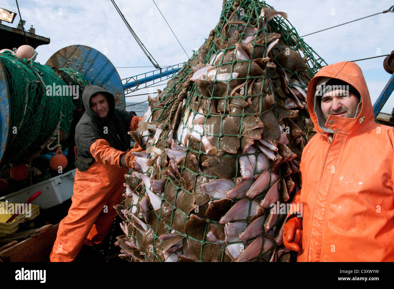 New England fishermen with a dragger net overflowing with yellowtail  flounder (Limanda ferruginea). Stellwagon Bank, New England Stock Photo -  Alamy