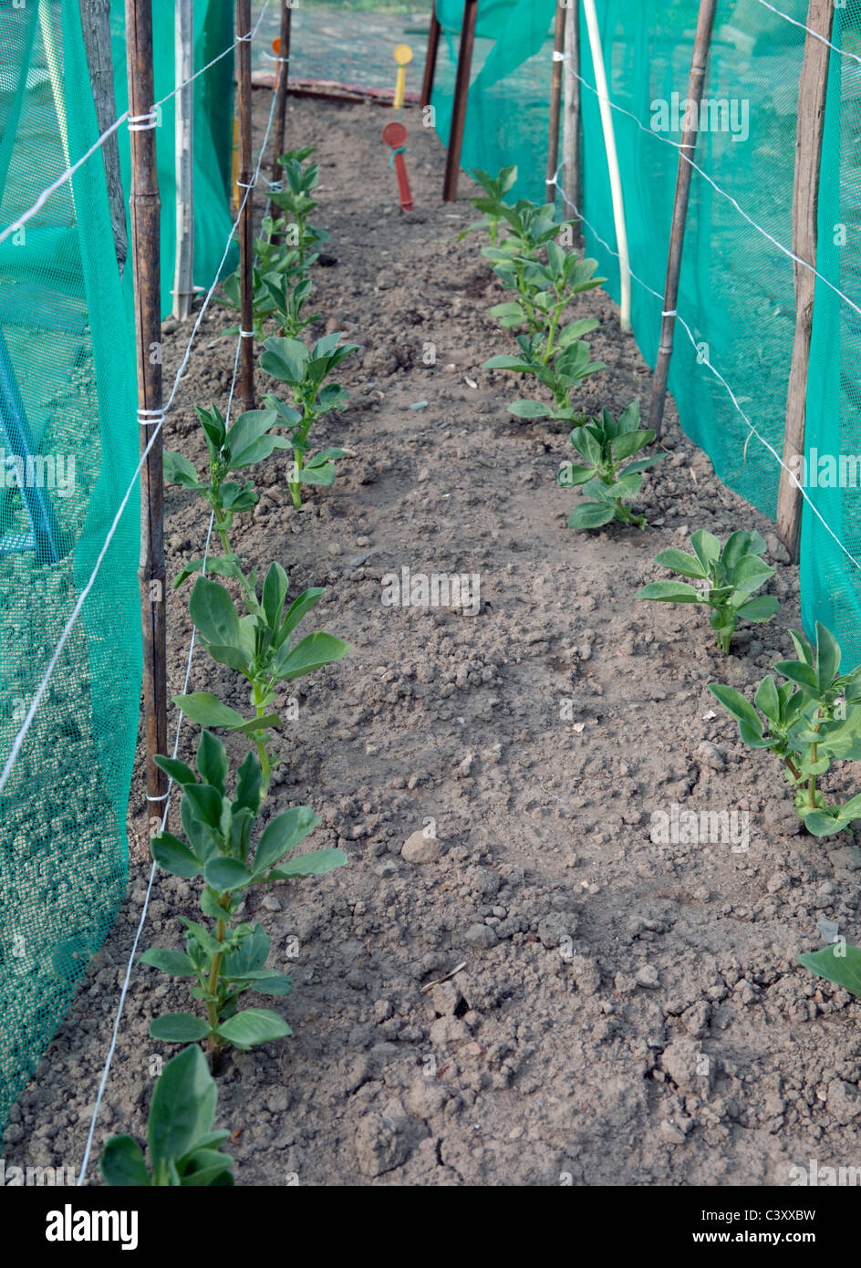 Rows of young broad bean vegetable plants protected from the wind with