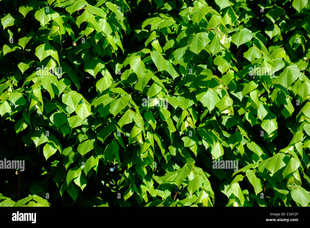 Tilia platyphylos tree at spring, France Stock Photo
