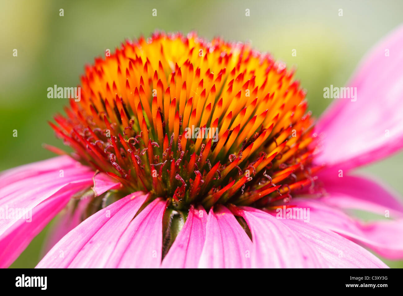 Purple Coneflower (Echinacea sp.) in New York's Central Park Stock Photo