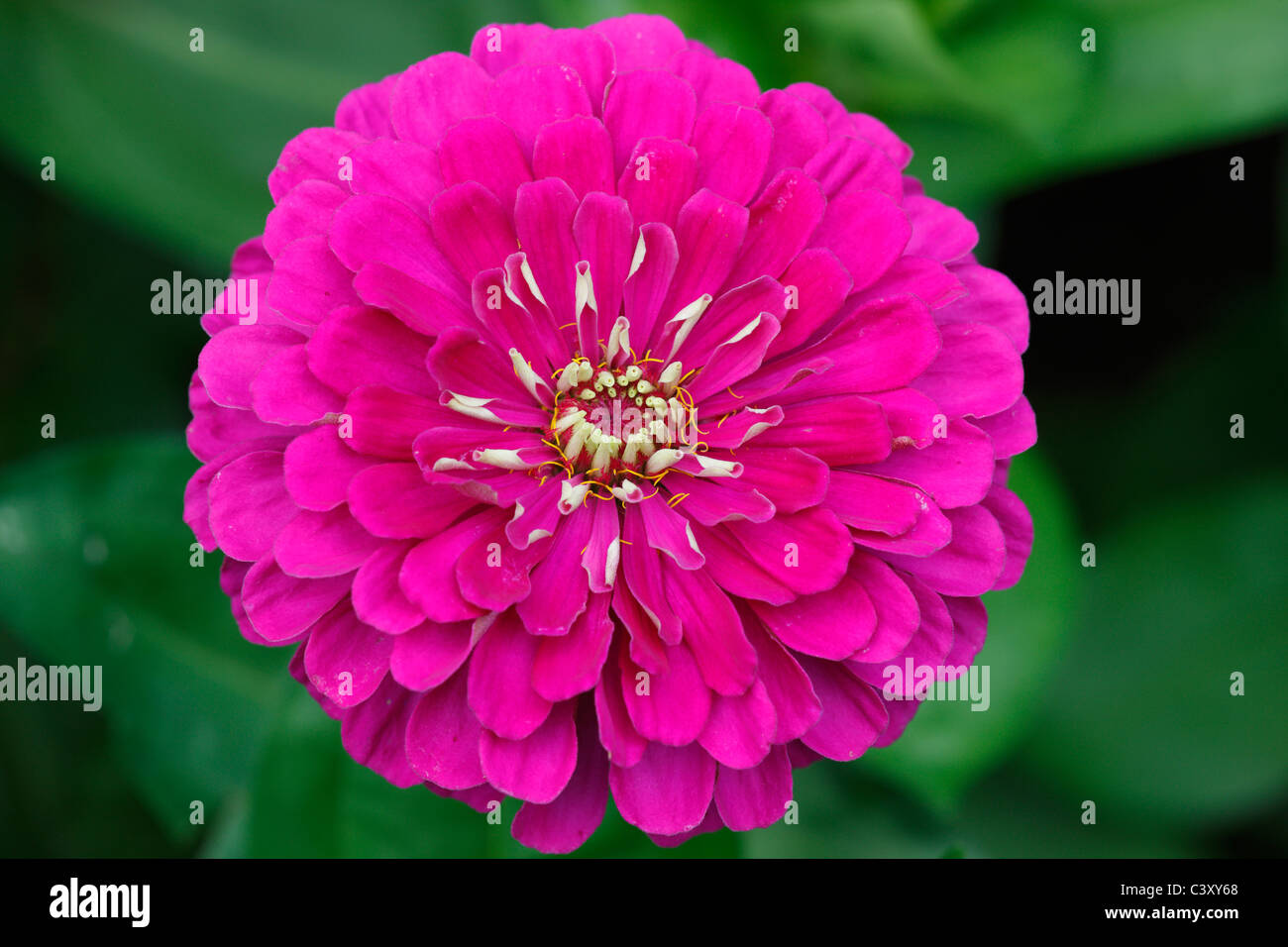 Violet queen zinnia hires stock photography and images Alamy