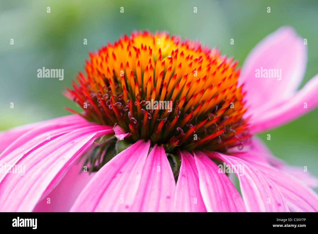 Purple Coneflower (Echinacea sp.) in New York's Central Park Stock Photo