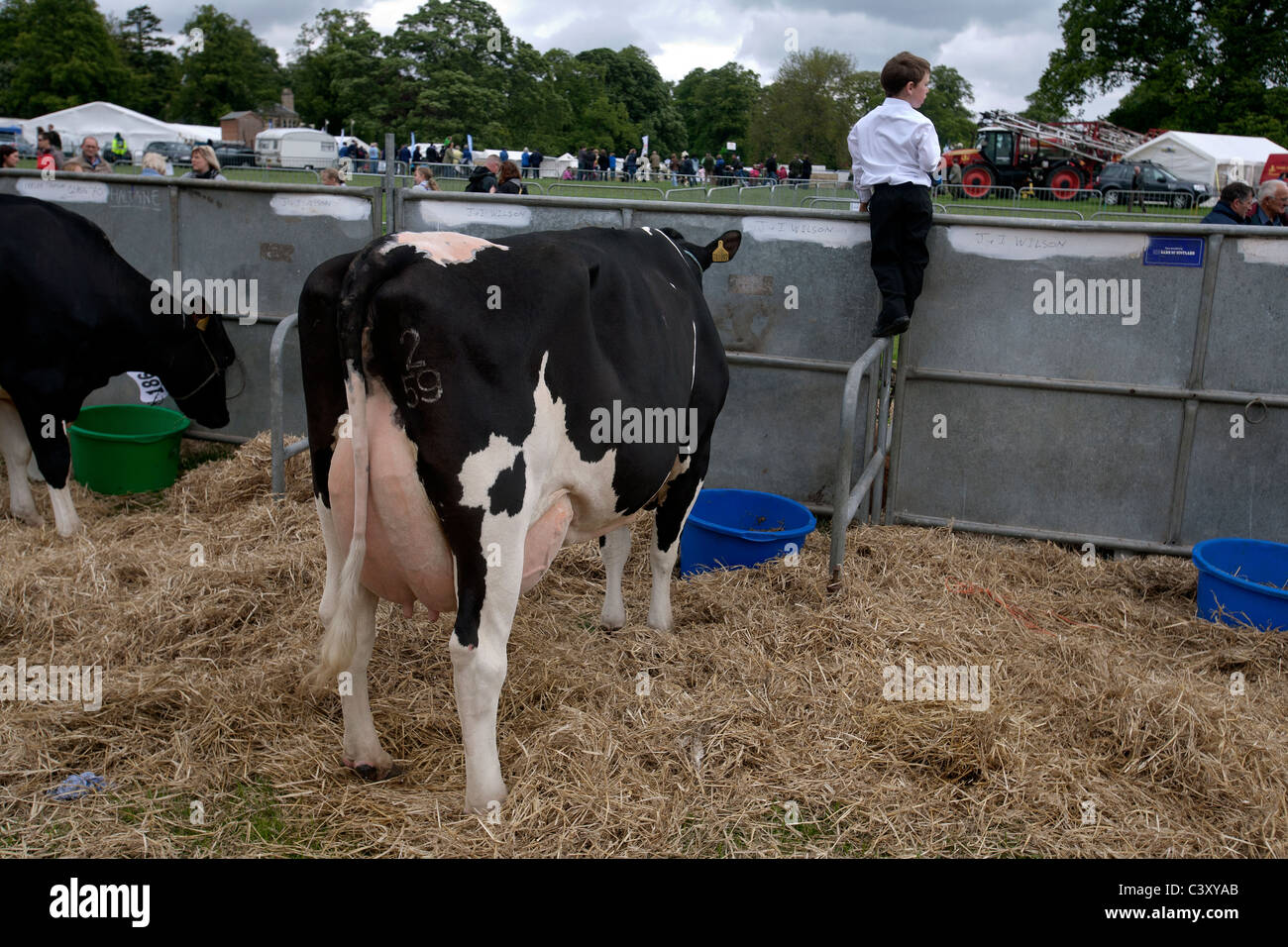 cows and a boy at the fife county show in cupar scotland Stock Photo