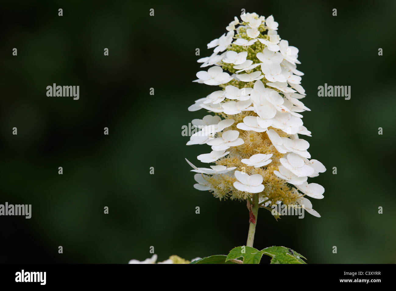 Hydrangea with beautiful white flowers in full bloom in New York's