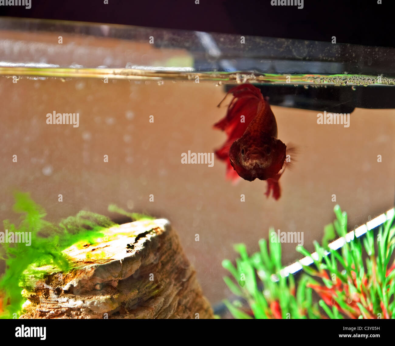 One Red Betta Fish in Aquarium in an aggressive posture. Stock Photo