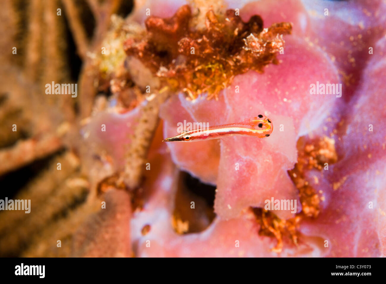 Arrow Blenny (Lucayablennius zingaro) on a tropical coral reef off the island of Roatan, Honduras Stock Photo