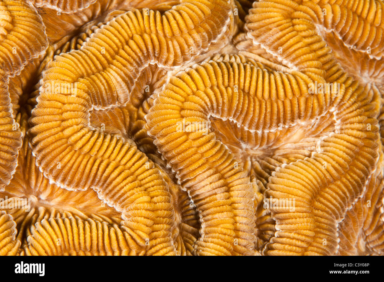 Closeup of brain coral on a tropical reef off the island of Roatan, Honduras. Stock Photo
