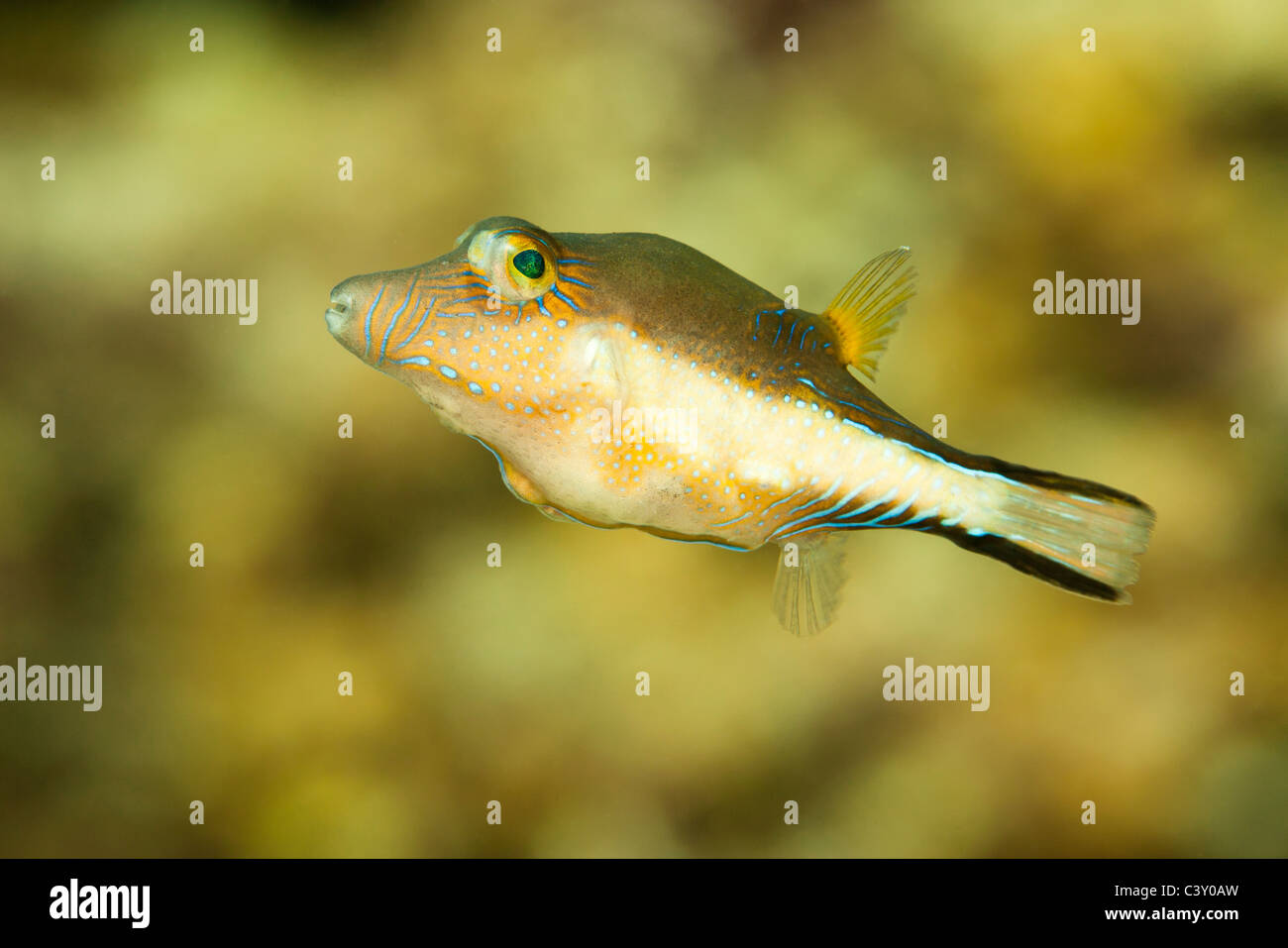 Sharpnose Puffer (Canthigaster rostrata) on a tropical coral reef off the island of Roatan, Honduras. Stock Photo