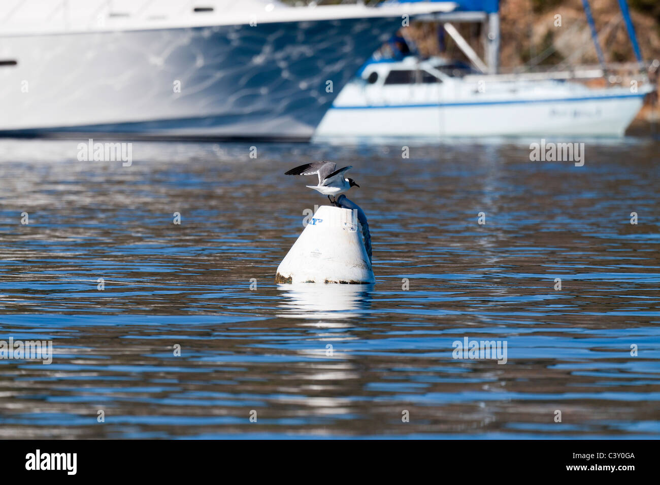 Seagull with spread wings landing on a buoy floating on water near sailboats Stock Photo