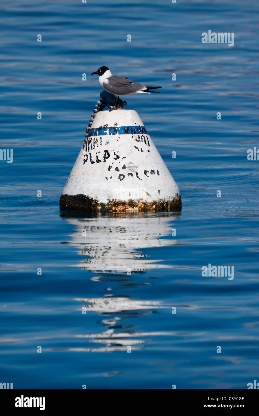 Profile of seagull perched on a floating buoy with reflection on deep