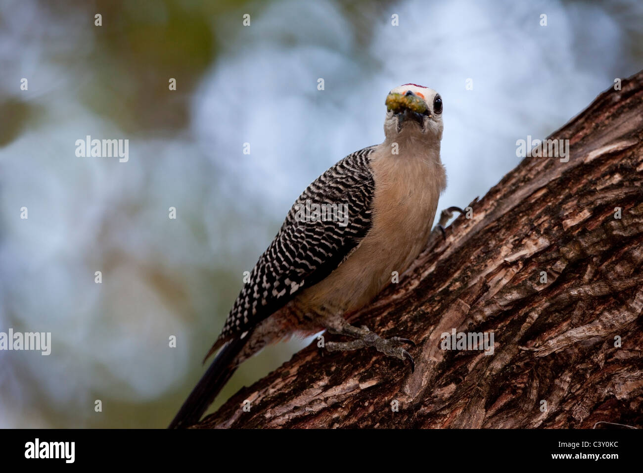 Golden-fronted Woodpecker (Melanerpes aurifrons canescens), East Mexico subspecies, Stock Photo