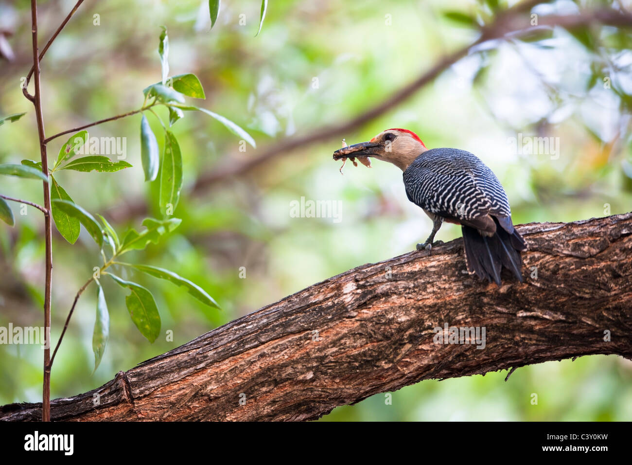 Golden-fronted Woodpecker (Melanerpes aurifrons canescens), East Mexico subspecies, Stock Photo