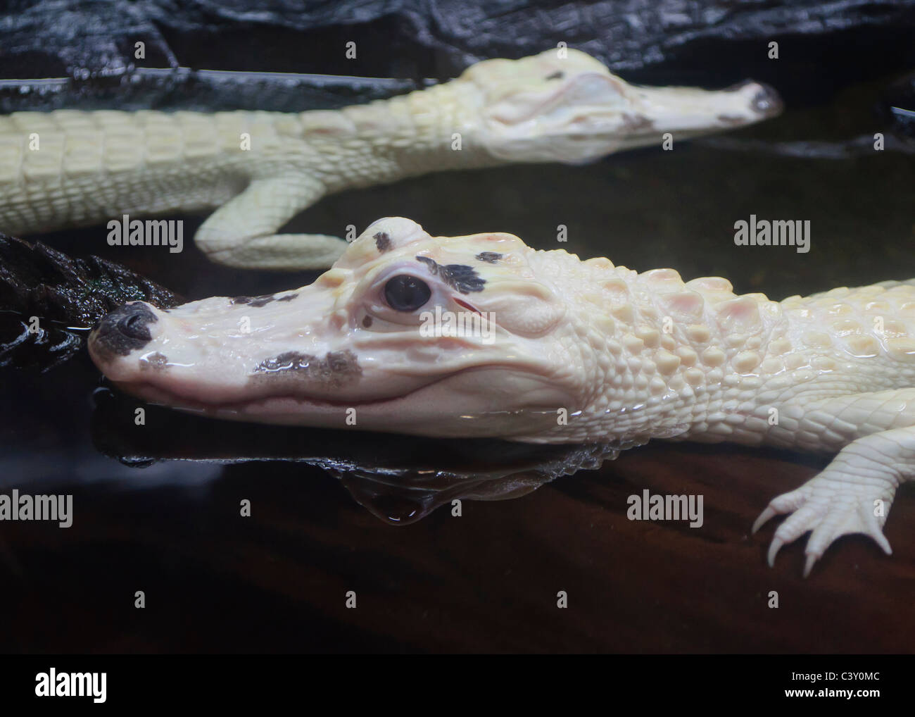Two Baby Albino Alligators in Water Stock Photo
