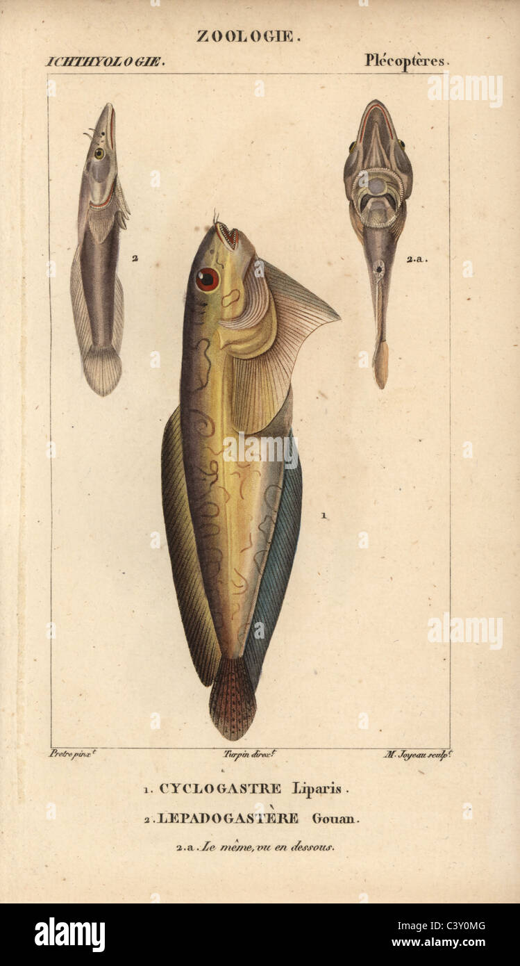 Snailfish and clingfish Stock Photo