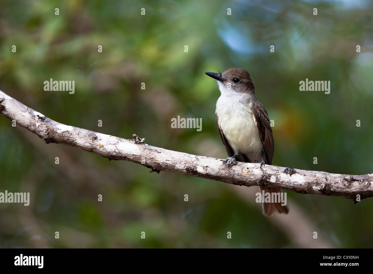 Brown-crested Flycatcher (Myiarchus tyrannulus insularum), juvenile on a branch Stock Photo
