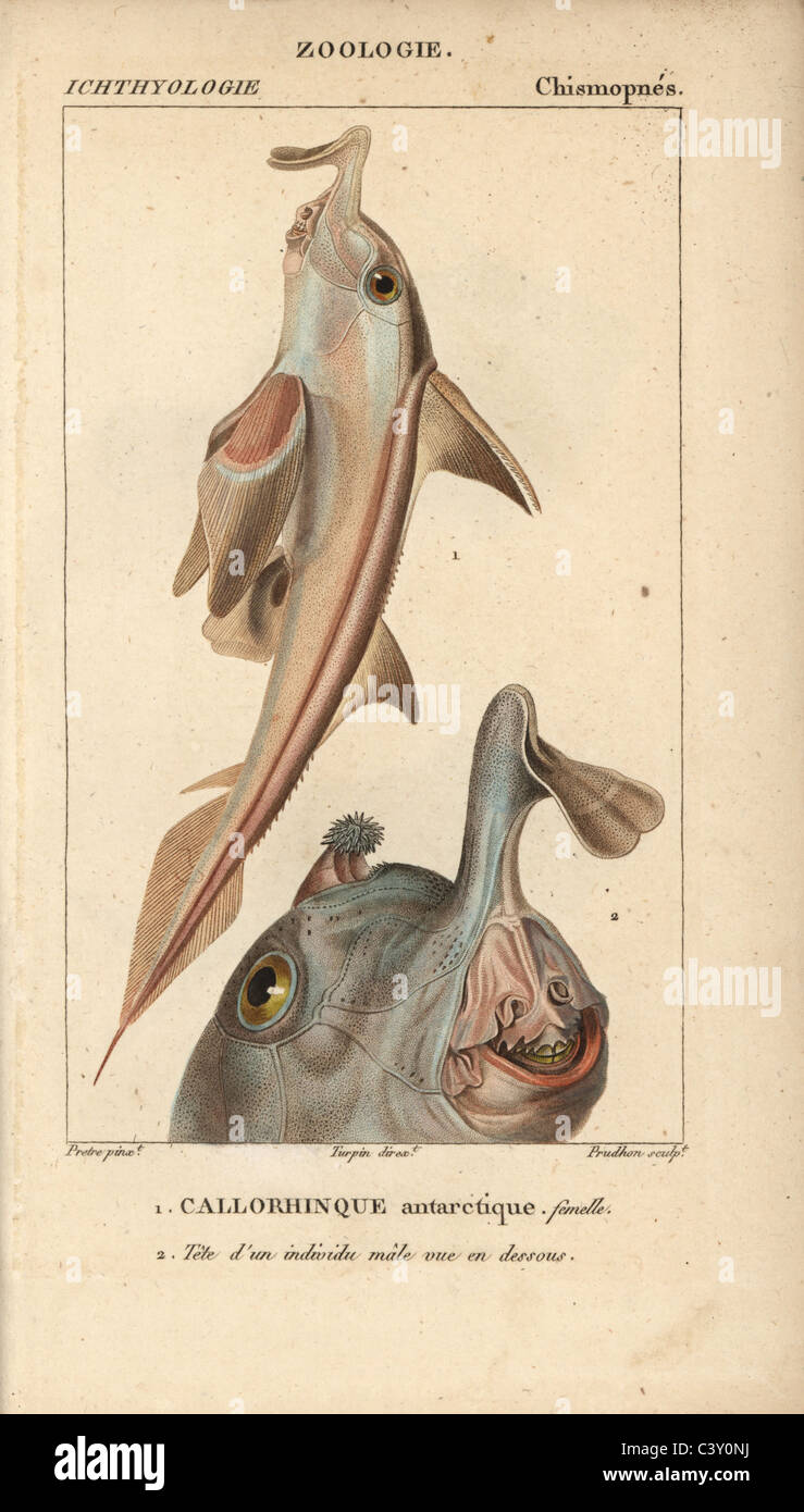 Alphanet Fish Elephantfish hi-res stock photography and images - Alamy