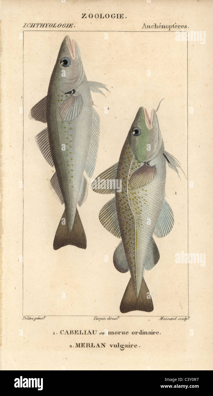 Cod and whiting Stock Photo