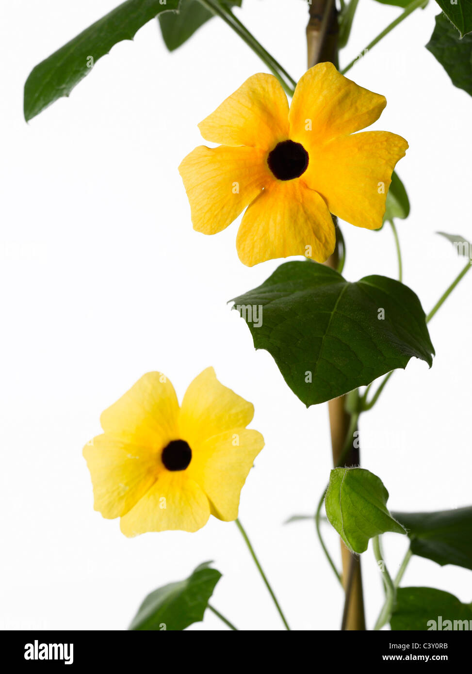 BlackEyed Susan flowers growing up trellis Stock Photo Alamy