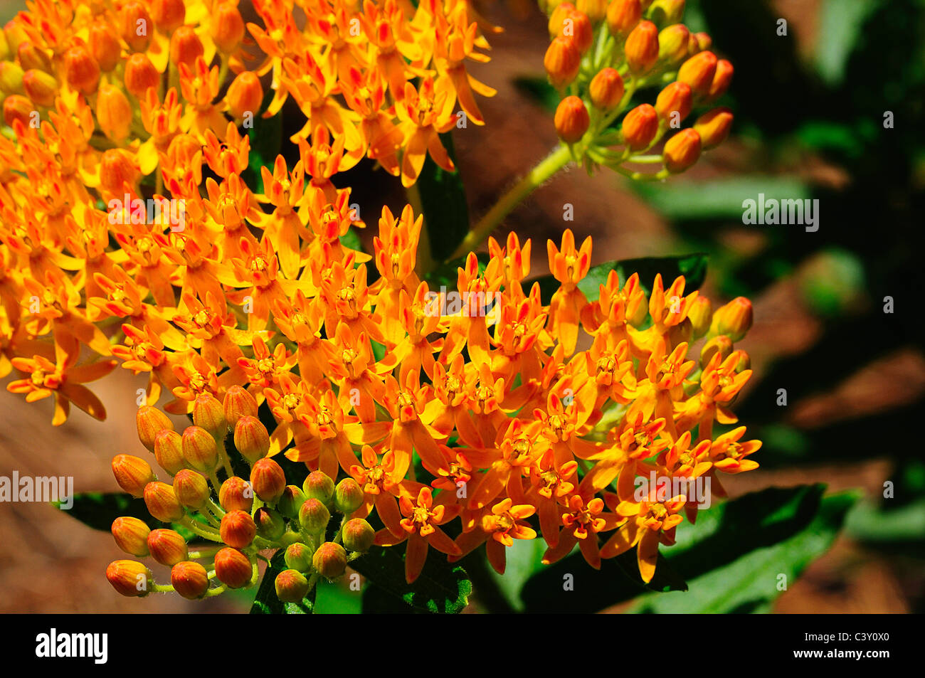 Butterfly weed, Asclepias tuberosa Stock Photo