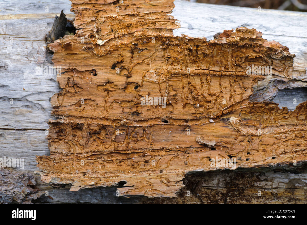 The underside of bark from a Lodgepole Pine shows the tracks of Mountain Pine Beetles (Dendroctonus ponderosae). Stock Photo
