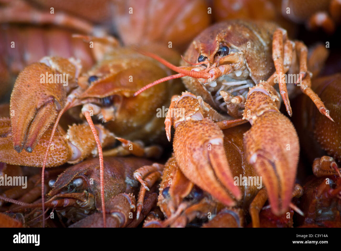 Crayfish prepared for traditional august party Stock Photo