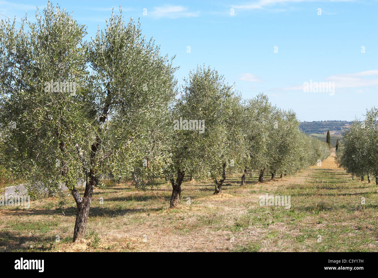 Oil tree plant hi-res stock photography and images - Alamy