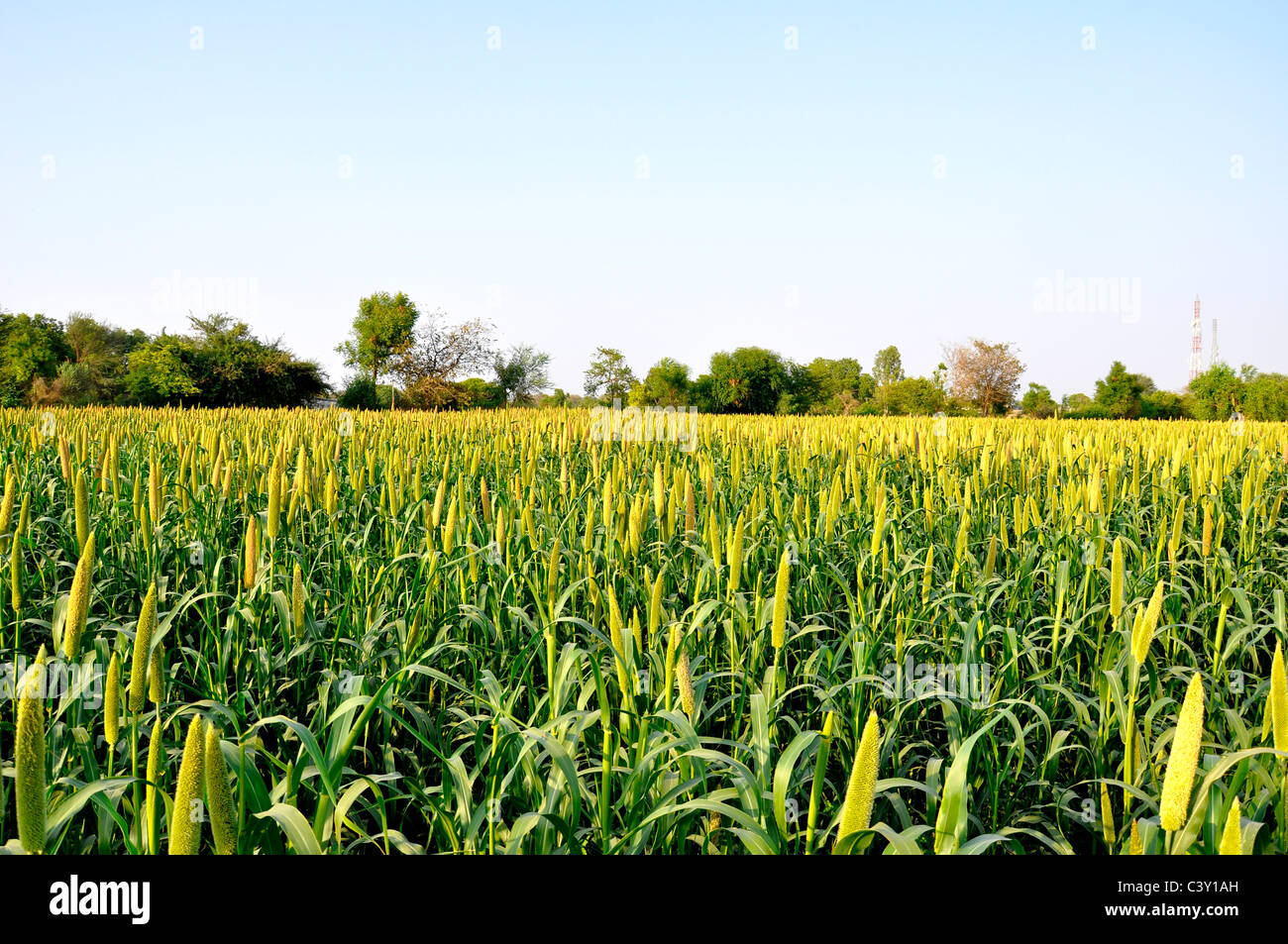 Pearl millet (Pennisetum glaucum) cultivation in india Stock Photo Alamy