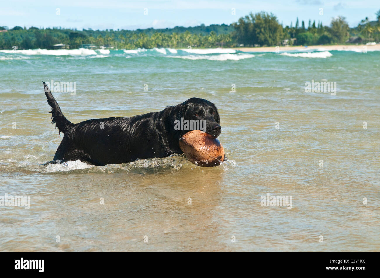 Black Labrador Retriever Dog With Coconut Hanalei Bay Kauai Hawaii Stock Photo Alamy