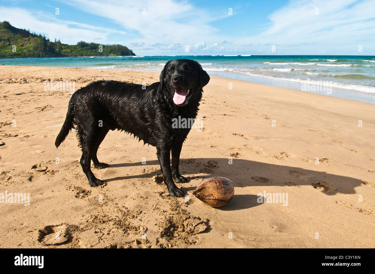 Black labrador retriever dog at Hanalei Bay, Kauai, Hawaii Stock Photo