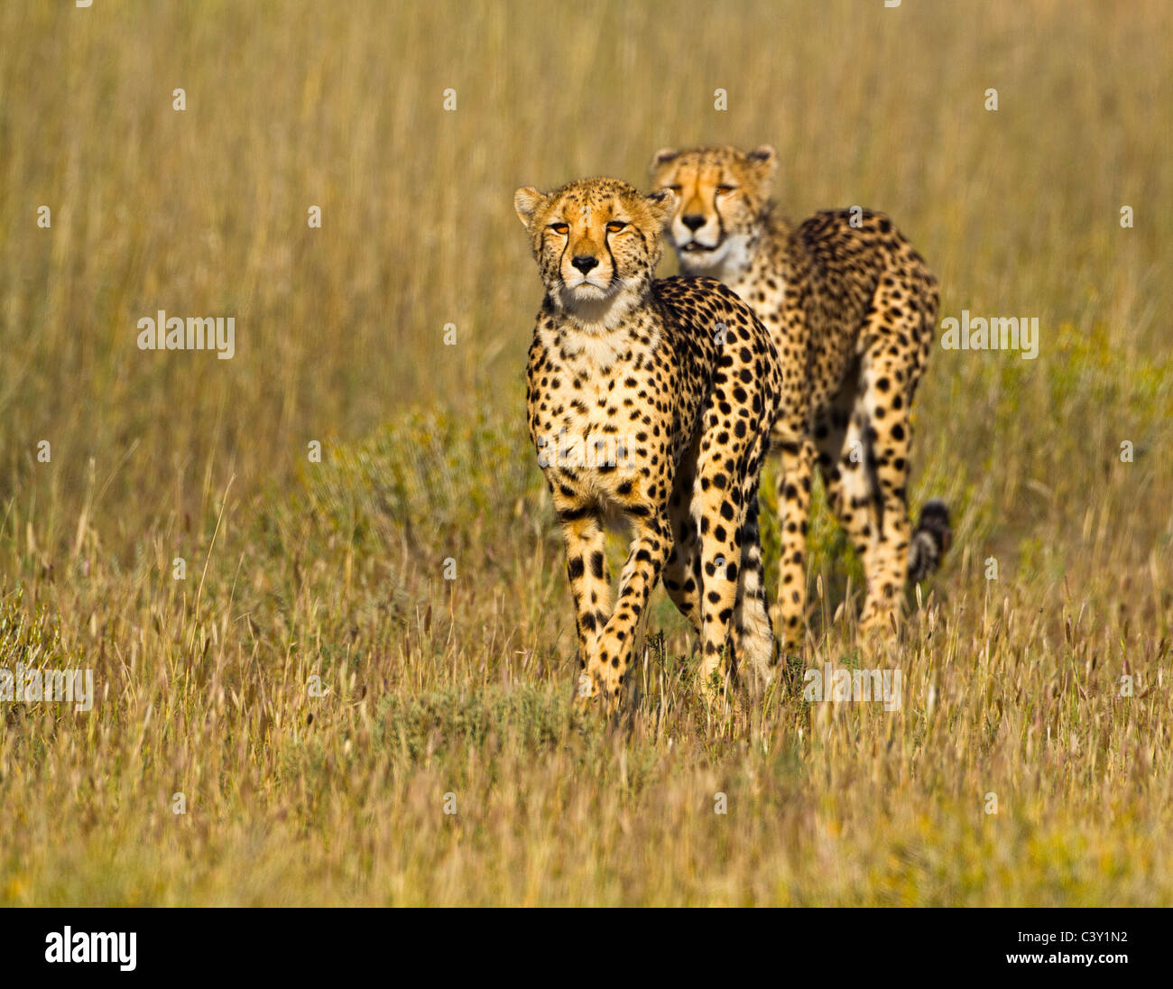 cheetah duo hunting Stock Photo Alamy