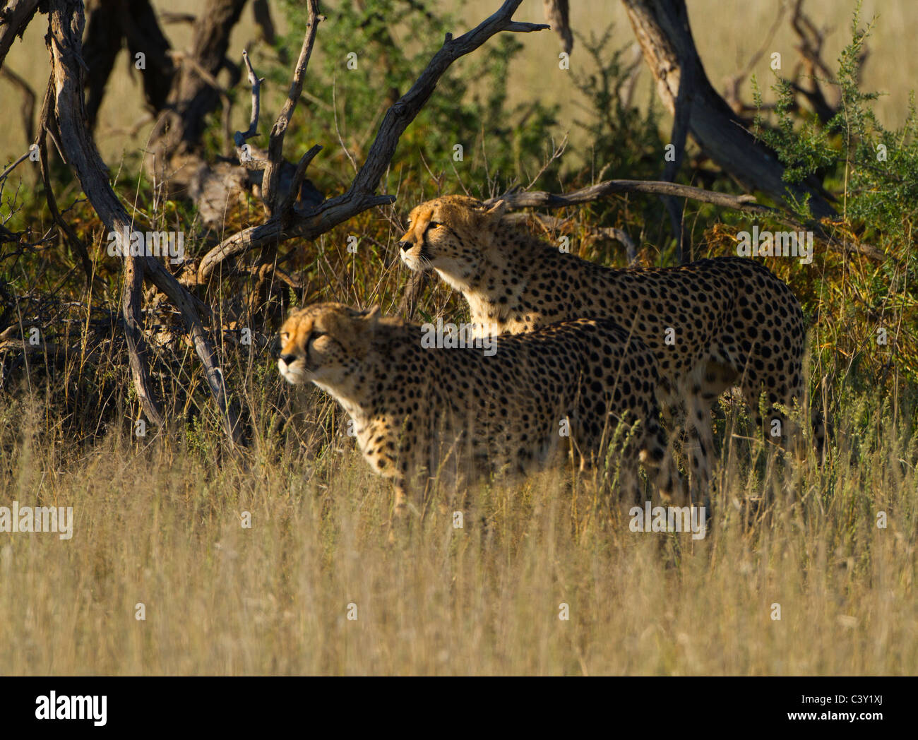 cheetah duo hunting Stock Photo Alamy