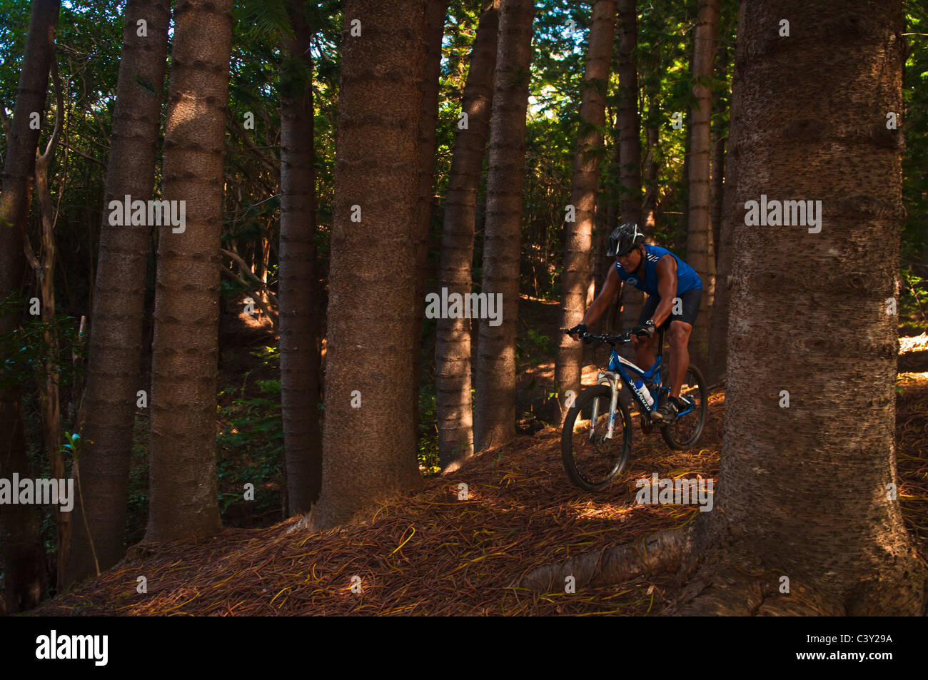 Mountain biking through a Norfolk pine forest, Mt. Nounou (Sleeping