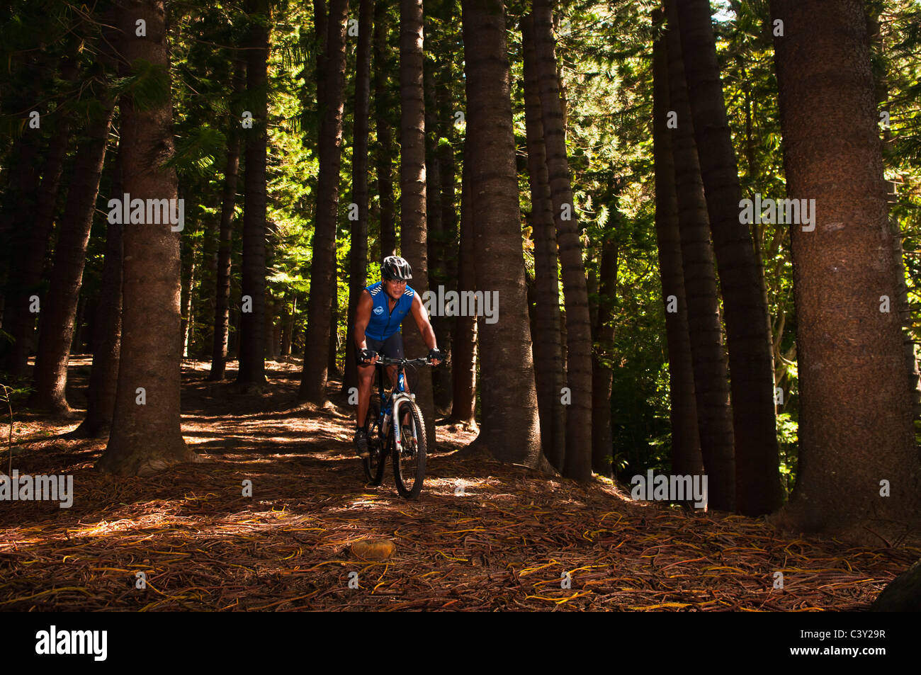 Mountain biking through a Norfolk pine forest, Mt. Nounou (Sleeping