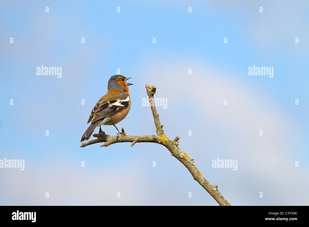 Chaffinch Fringilla coelebs singing Male on lichen covered branch Stock Photo