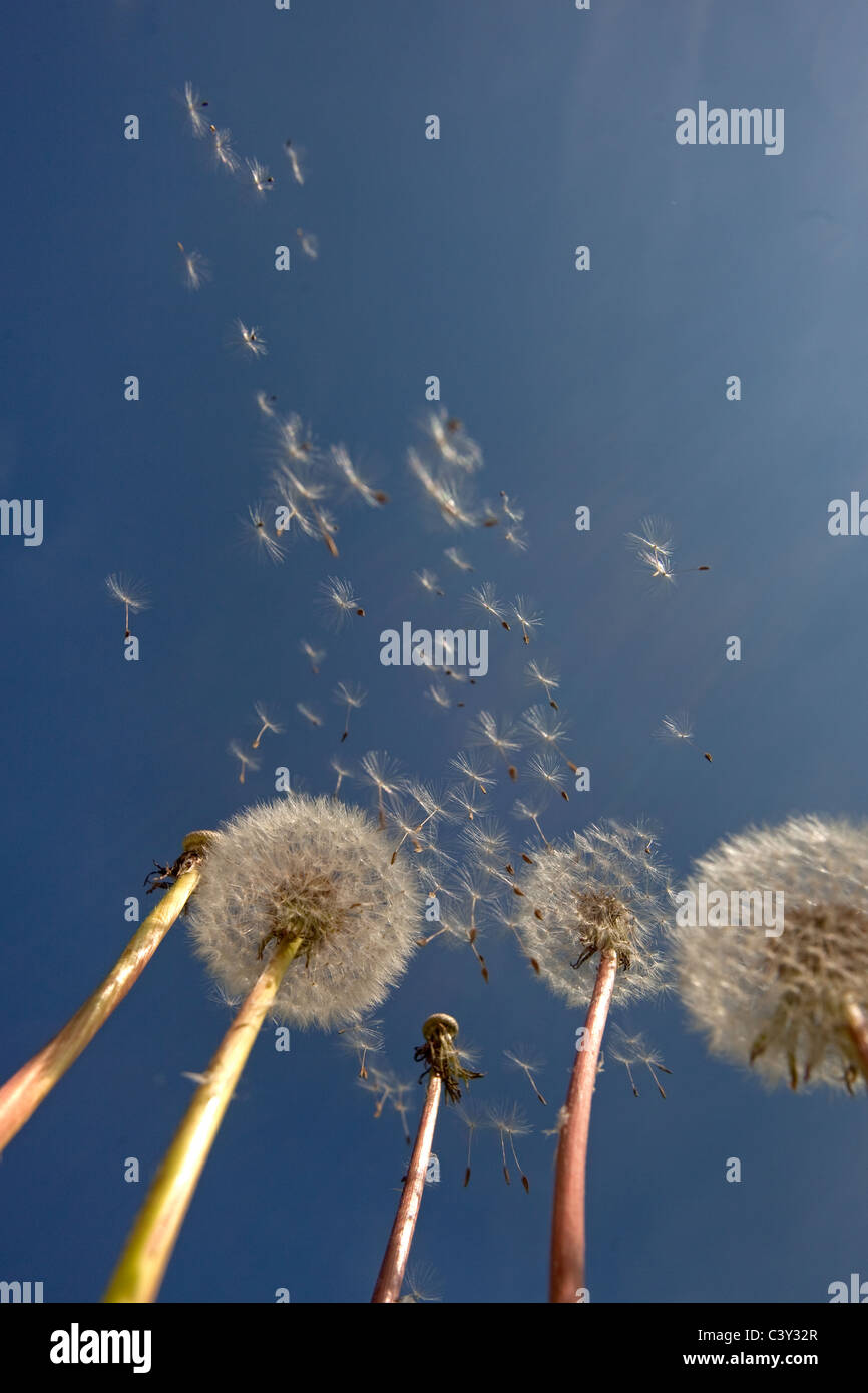 Dandelions Taxaxacum officinale seed blowing in the wind Stock Photo