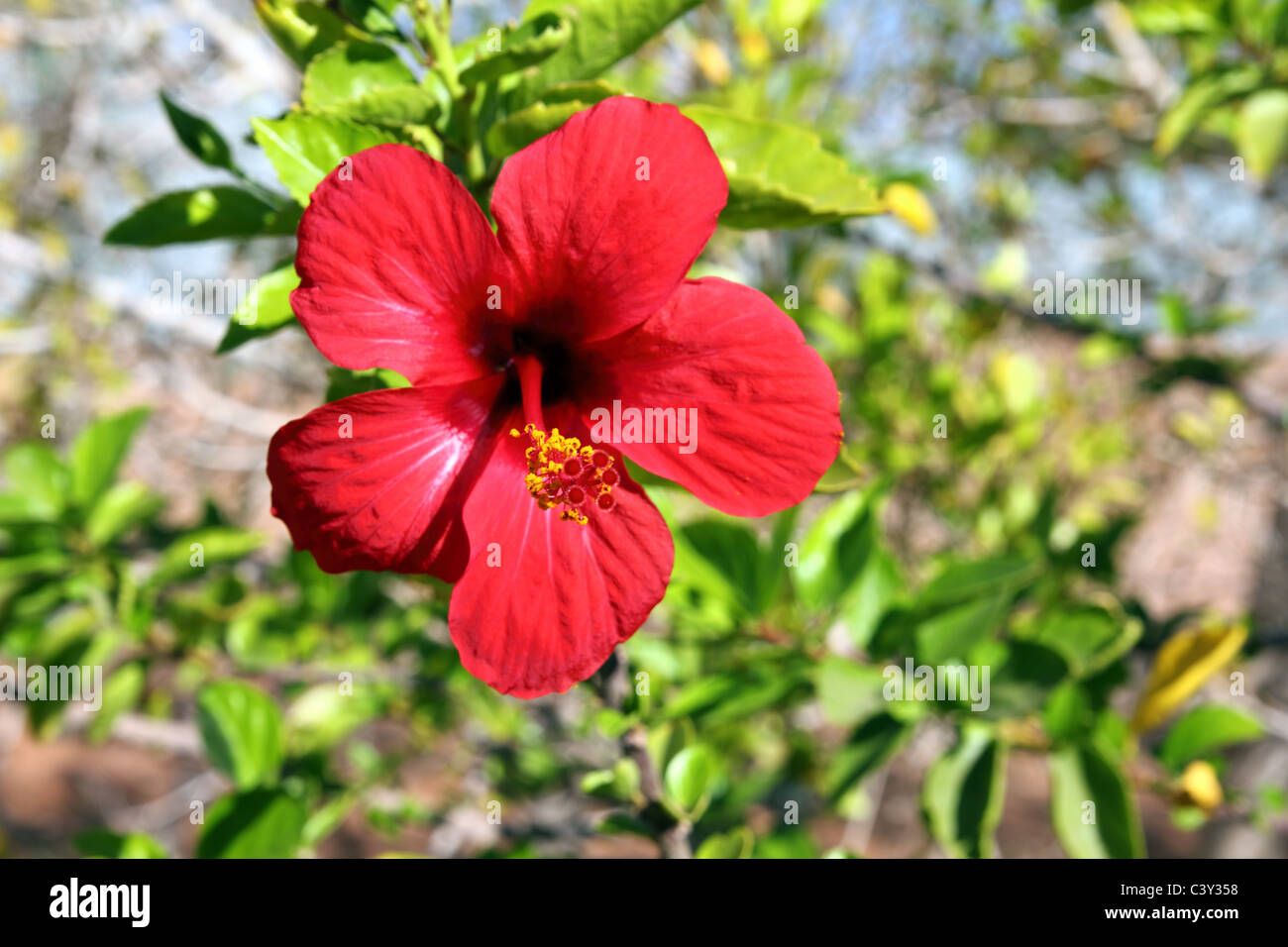 Bright tropical leaf hi-res stock photography and images - Alamy