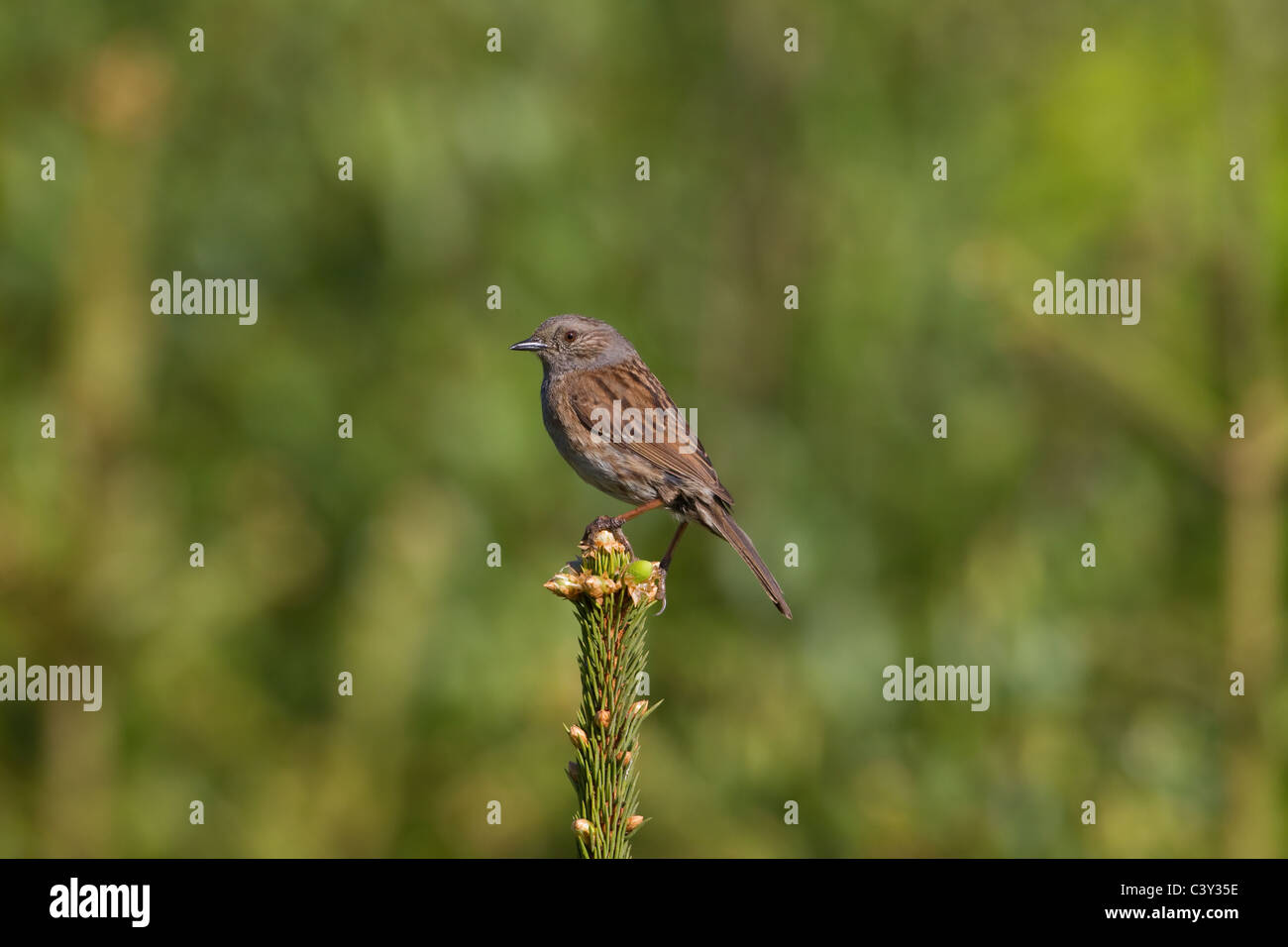 The Hedge Sparrow or Dunnock Prunella modularis Stock Photo