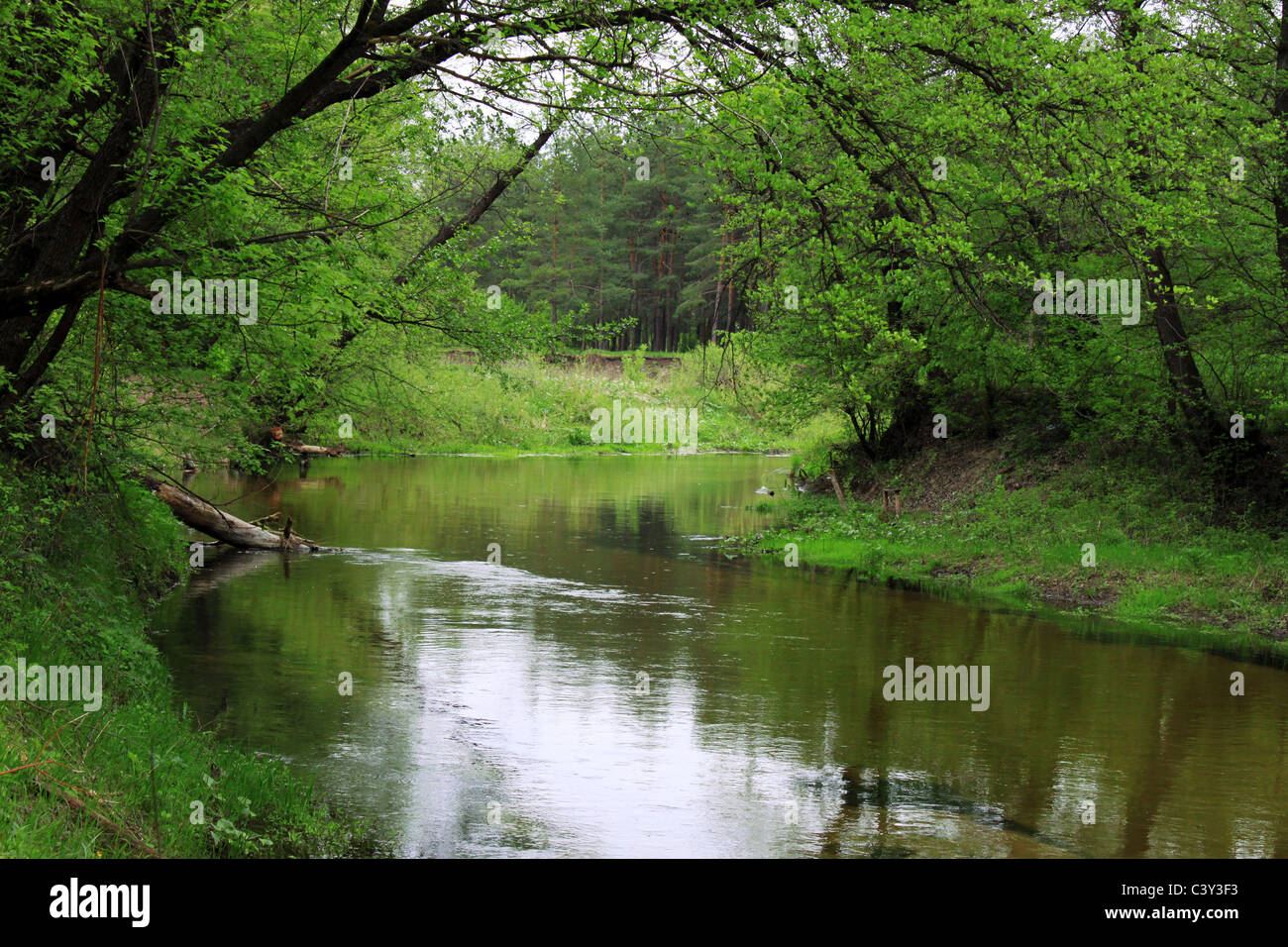 river in forest at spring Stock Photo
