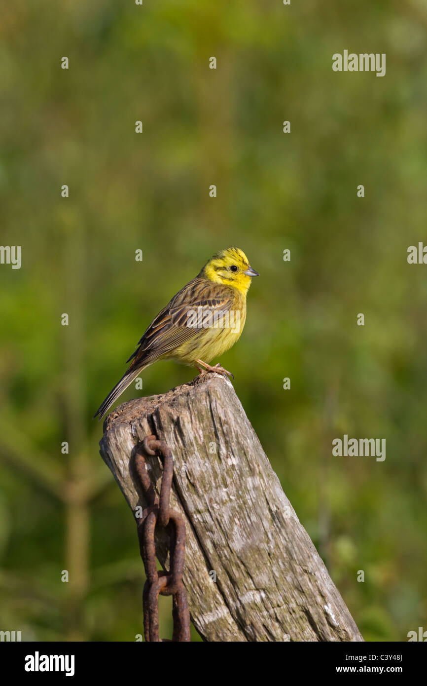 Yellowhammer Emberiza citinella  perched on old post early May Stock Photo