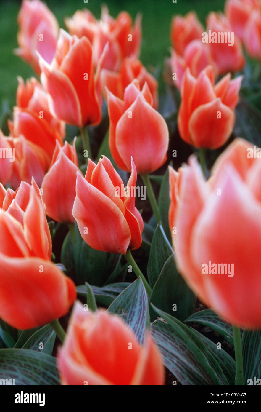 Dutch tulips "tulipa greigii calypso" at horticultural exhibition in