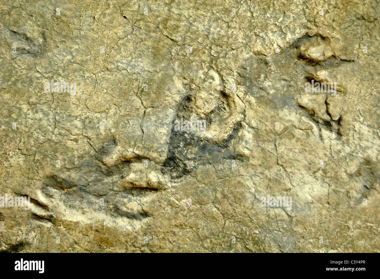 Plateosaurus Dinosaur Fossilized Footprints, Footprint or Tracks from the Gard Département France Stock Photo
