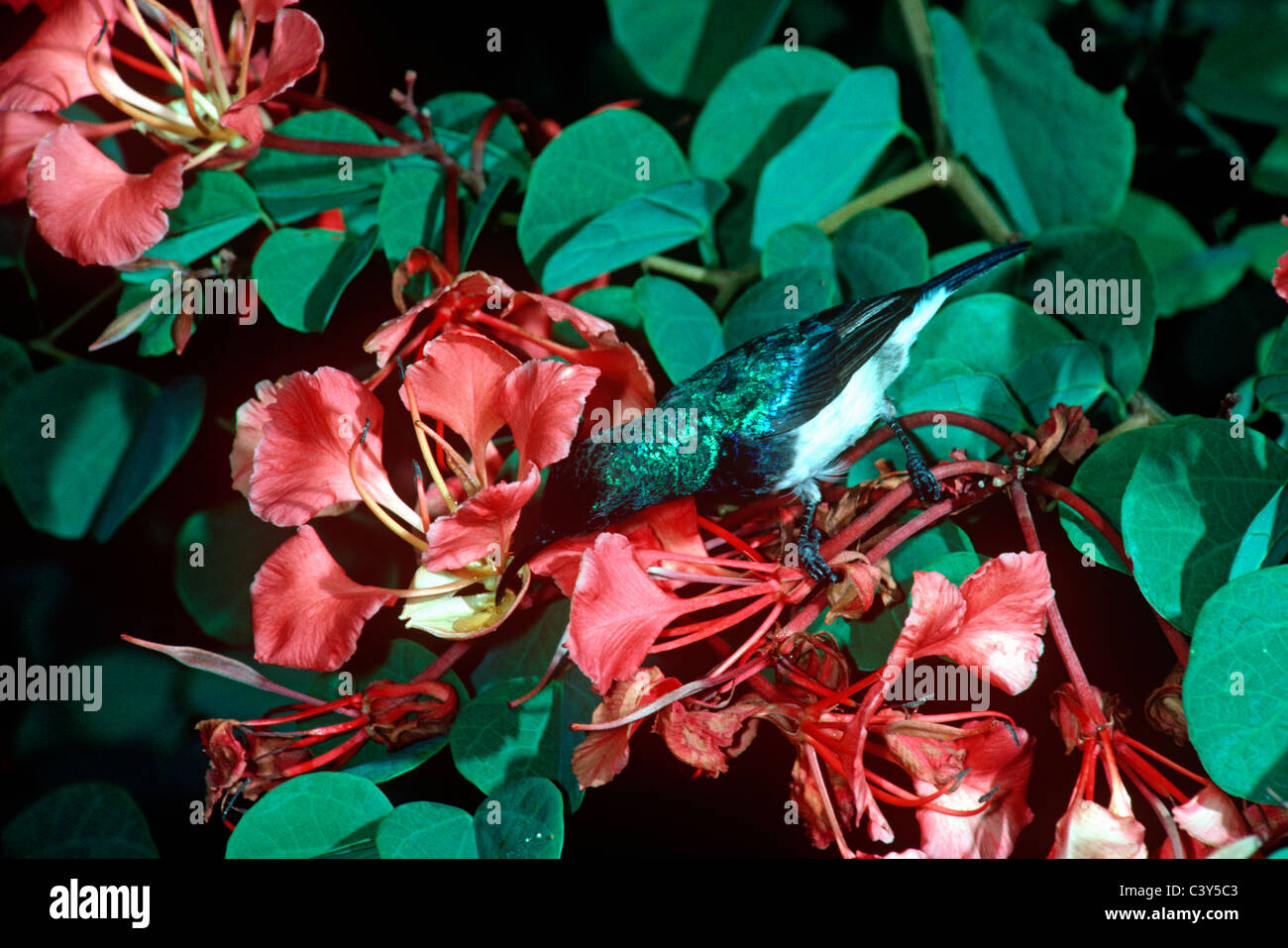 White-bellied sunbird male (Cinnyris talatala) visiting flowers of Bauhinnia galpinii in savannah South Africa Stock Photo